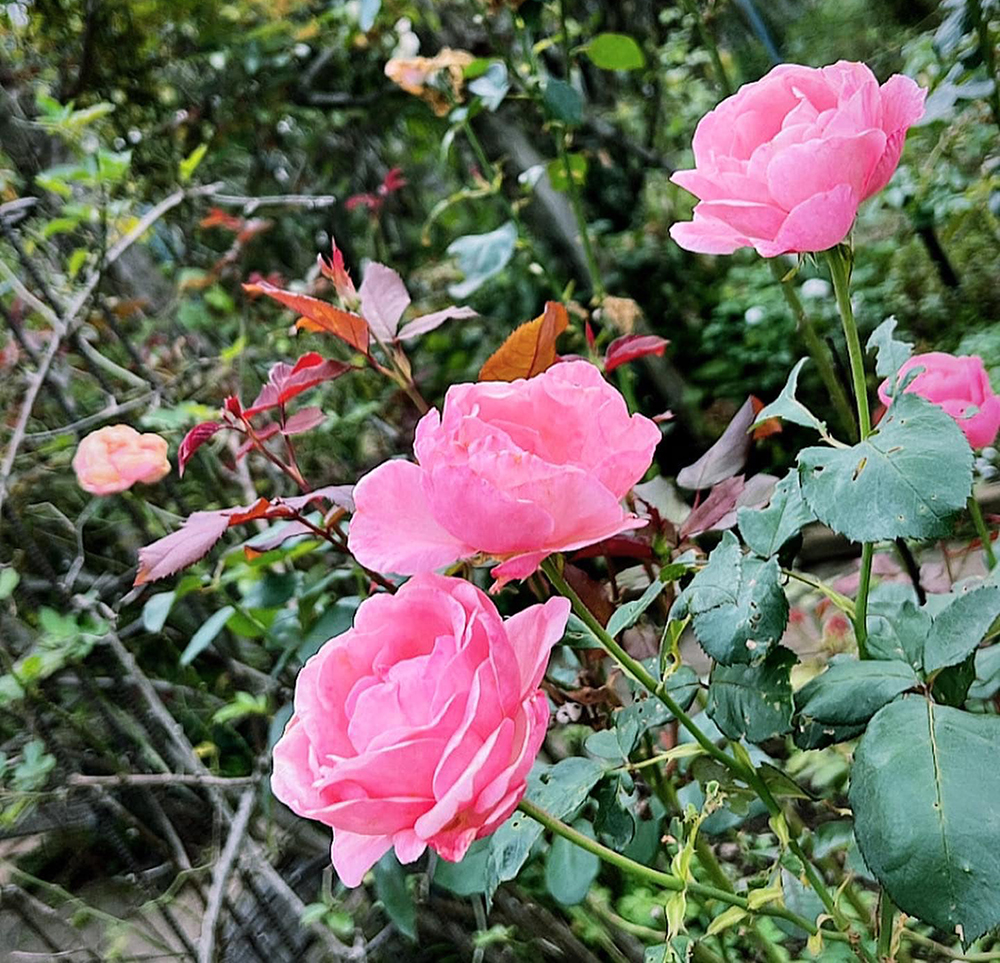 アトリエ 薔薇の小径】 価格変更のお知らせ | あげおグルメサイト(上尾